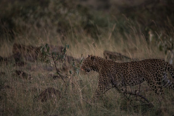 Leopard Walking