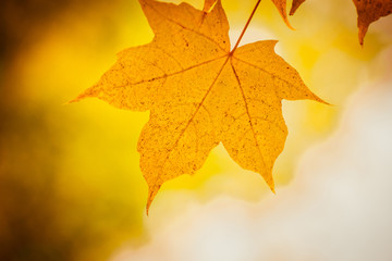 Autumn yellow maple leaf