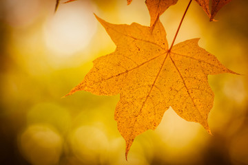 Autumn yellow maple leaf