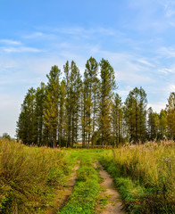 Sunny autumn day at the edge of the forest. Early autumn.