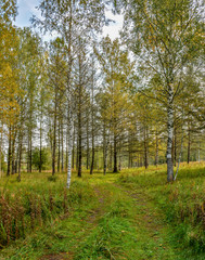 Fototapeta premium Sunny autumn day at the edge of the forest. Early autumn.