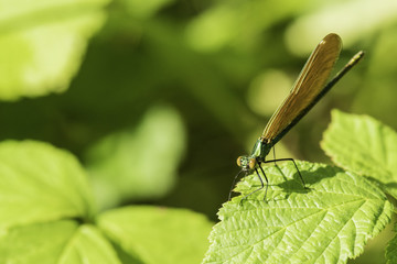 Insectes du Grésivaudan - Isère.