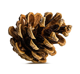 Brown pine cone on white background with clipping pass