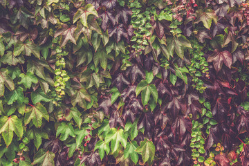 Ivy with Red and Green Leaves on the Red Brick Wall during Fall 