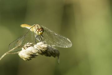 Insectes du Grésivaudan - Isère.