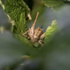 Insectes du Grésivaudan - Isère.