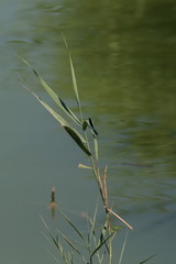 calopterix vierge mâle