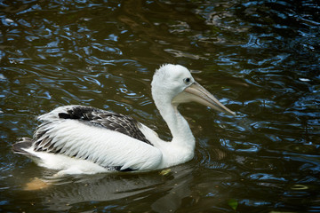 Fototapeta na wymiar An Australian Pelican swim alone on water
