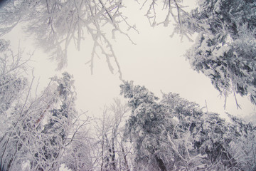 Top trees covered with snow against the blue sky, frozen trees in the forest sky background, tree branches covered hoarfrost with white snow, winter morning in the mountains, snow-covered branches