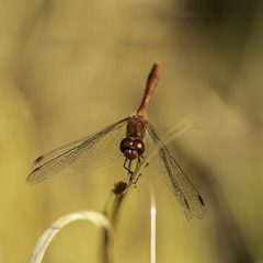 Insectes du Grésivaudan - Isère.