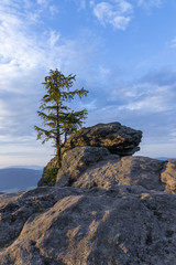 Fir in the morning light