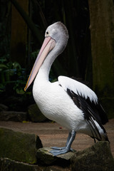 An Australian pelican Pelecanus conspicillatus in the wild closeup