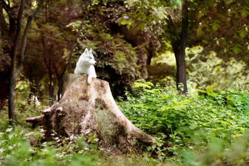 A Siberian husky is lying down on a huge tree stump at a park. A young grey & white female husky bitch has blue eyes. There is a lot of greenery and trees in the background.