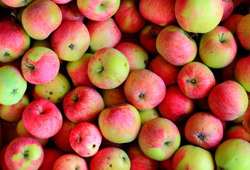 Harvest sweet ripe fresh apples is background. Organic farming and home garden growing without usage of pesticides or fertilizers