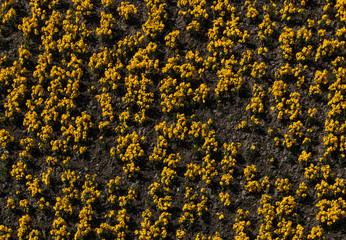 Yellow flowers shoot from bird perspective.