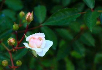 Mini pink rose with buds on dark natural background with copy space