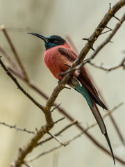 scharlachspint Vogel auf dem Ast im Baum Bienenfresser mit roter Brust