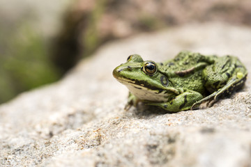 Lithobates clamitans, green frog enjoying life on a rock