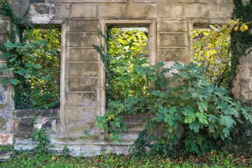 Closeup of destroyed old run-down deserted empty house and wild green plant growing through window without glass