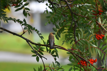 Young Cedar Waxwing and Red Rowan Berries
