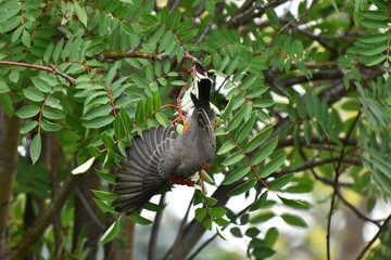 Red Robin Songbirds and Ripe Rowan Berries