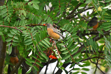 Red Robin Songbirds and Ripe Rowan Berries