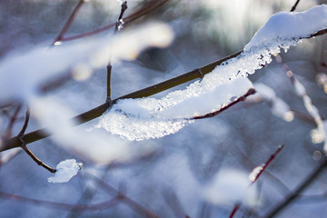 branch of a tree covered with snow