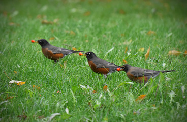 Three Red Robins