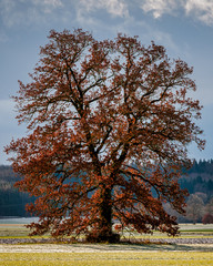 Baum im Herbstlaub