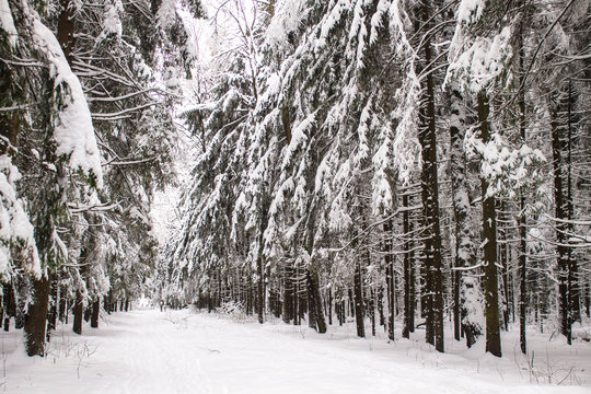 Fototapeta Winter landscape. Winter road among spruce groves.
