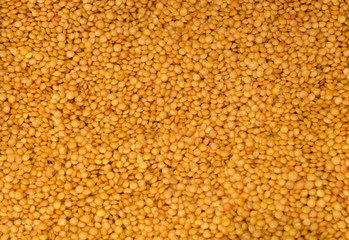 Soy beans. 