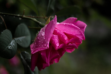 Rose pink mit Regentropfen