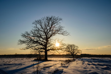 colorful sunset behind large tree