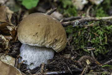 Champignons du Grésivaudan - Isère.