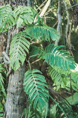 Obraz na płótnie Canvas tropical leaves on rainforest
