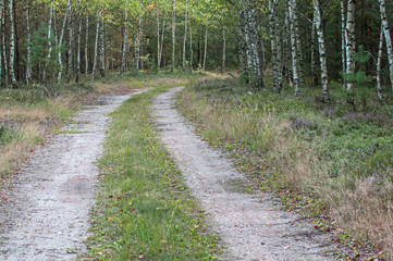 Leśna droga. © boguslavus