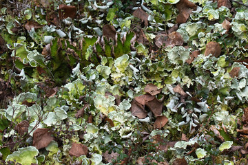 blanket of lichen on forest floor