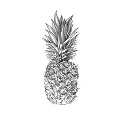 Vector hand drawn pineapple. Tropical summer fruit engraved style illustration. 