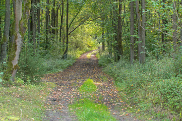 Leśna droga. © boguslavus