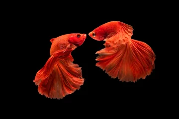 Foto auf Leinwand Der bewegende Moment schön von roten siamesischen Betta-Fischen oder Splendens-Kampffischen in Thailand auf schwarzem Hintergrund für die Liebe am Valentinstag. Thailand namens Pla-kad oder beißender Fisch. © Soonthorn