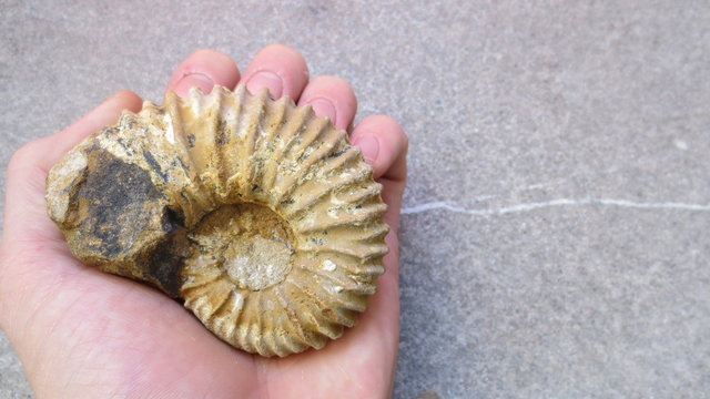 Ammonite dal Madagascar