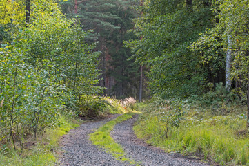 Leśna droga. © boguslavus