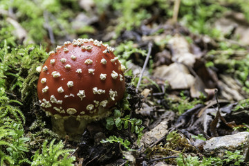 Champignons du Grésivaudan - Isère.