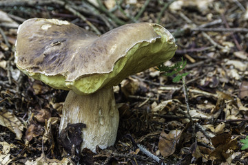 Champignons du Grésivaudan - Isère.