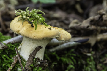 Champignons du Gr&eacute;sivaudan - Is&egrave;re.