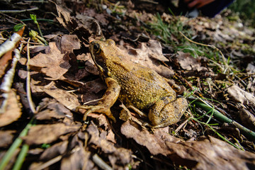 frog sitting on dry leaves