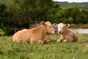 Dois terneiros deitados no campo.