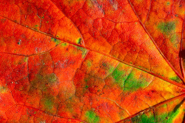 Painting like image of a maple leaf in autumn
