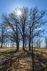 Obraz premium large oak tree in early spring with blue sky