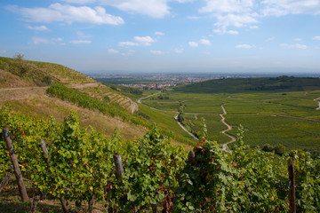 Weinberge nahe Niedermorschwihr im Elsass
